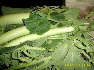 Pasta cu li tenerumi (senza glutine) - La Cassata celiaca