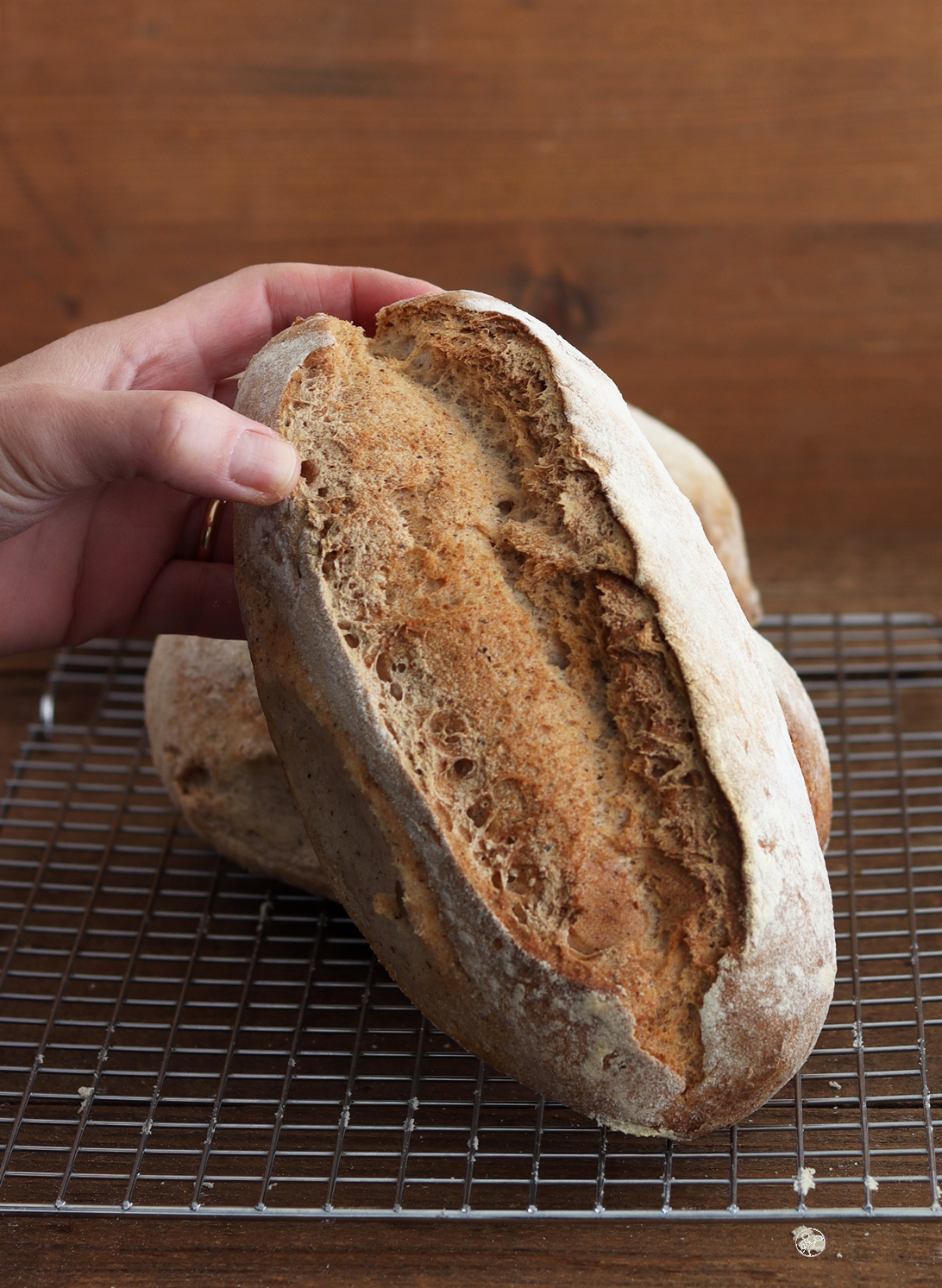 Pain sans gluten sur biga, poolish ou méthode directe - La Cassata Celiaca Pain sans gluten sur biga, poolish ou méthode directe - La Cassata Celiaca